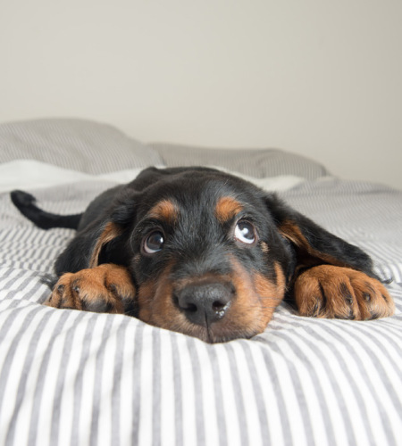 Cucciolo sdraiato su un letto a righe, con sguardo dolce e curioso.