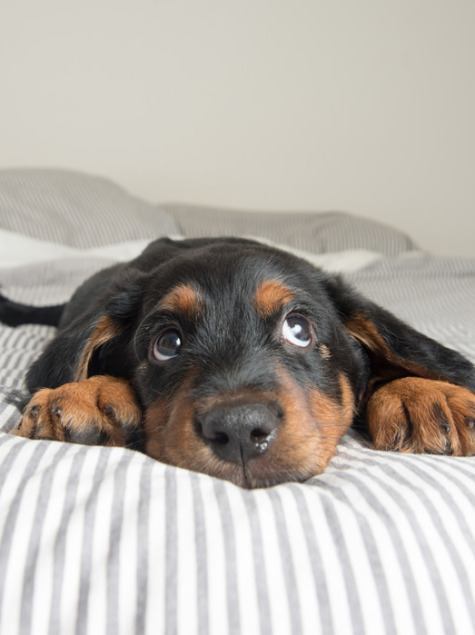 Cucciolo sdraiato su un letto a righe, con sguardo dolce e curioso.